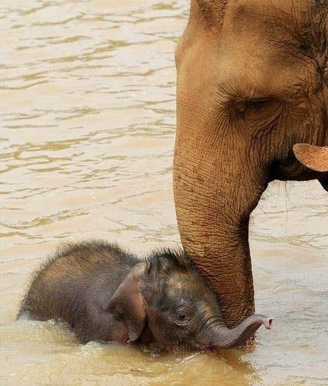 animals, elephant and babe