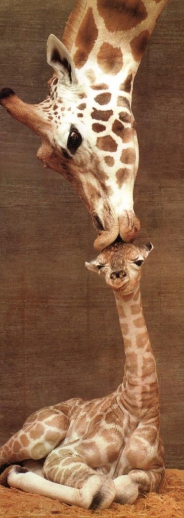 animals, giraffes