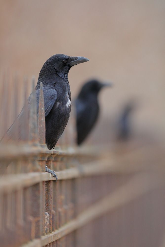 exqui image, crows