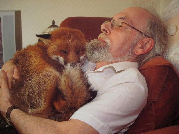mixed species, fox and human
