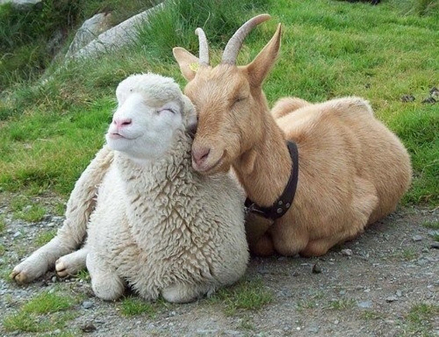 mixed species, lamb and goat