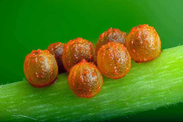 Butterfly eggs on a stem, by David Millard, Austin, Texas