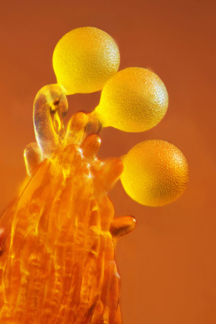  Pollen-crocus,by Frederic Labaune, Auxonne, France