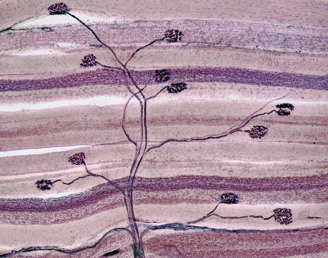 Nerve and muscle thin section, by David Ward, Oakdale, CA