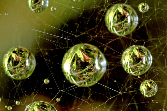 Dew on a spider web by Massimo Brizze, www.massimobrizzi.it, 