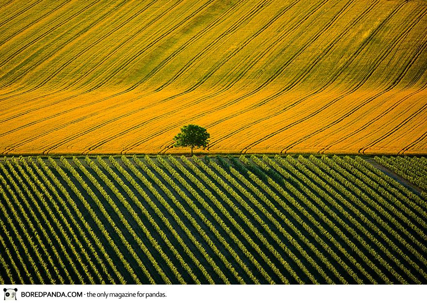  Agricultural Landscape Near Cognac, Charente, France