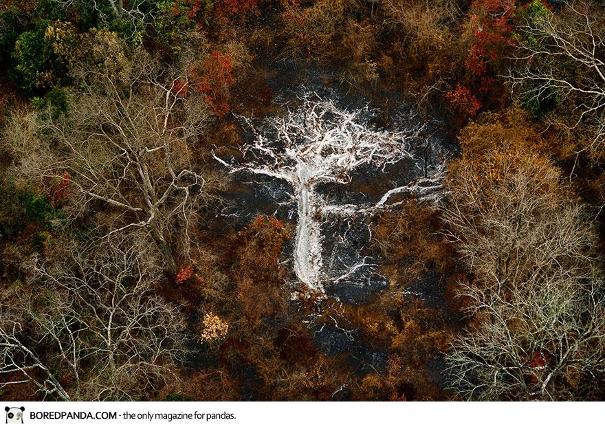 Ashes of a Tree Near the Gorohoui Kongoli Mountains, Ivory Coast