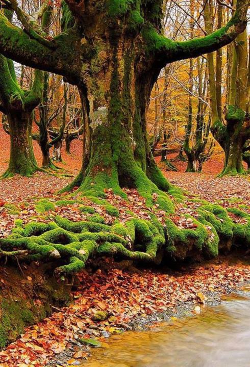  Mossy Roots, Sintra, Portugal