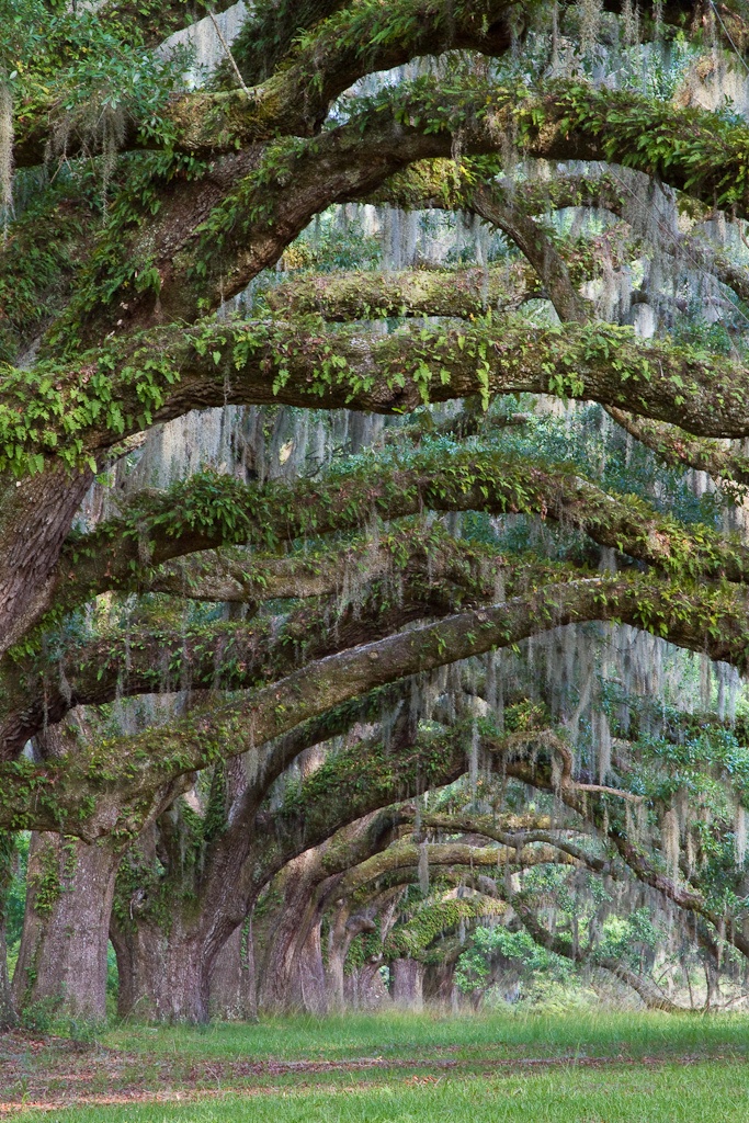 Moss on oak trees 