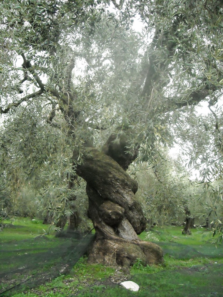 Olive tree 