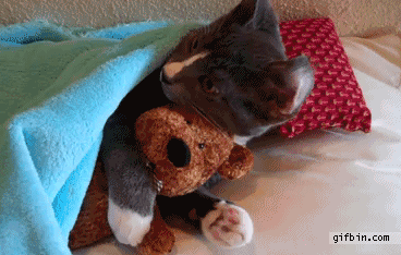 aniamls, cat hugs teddy gif, anigif_enhanced-buzz-1832-1369951156-8
