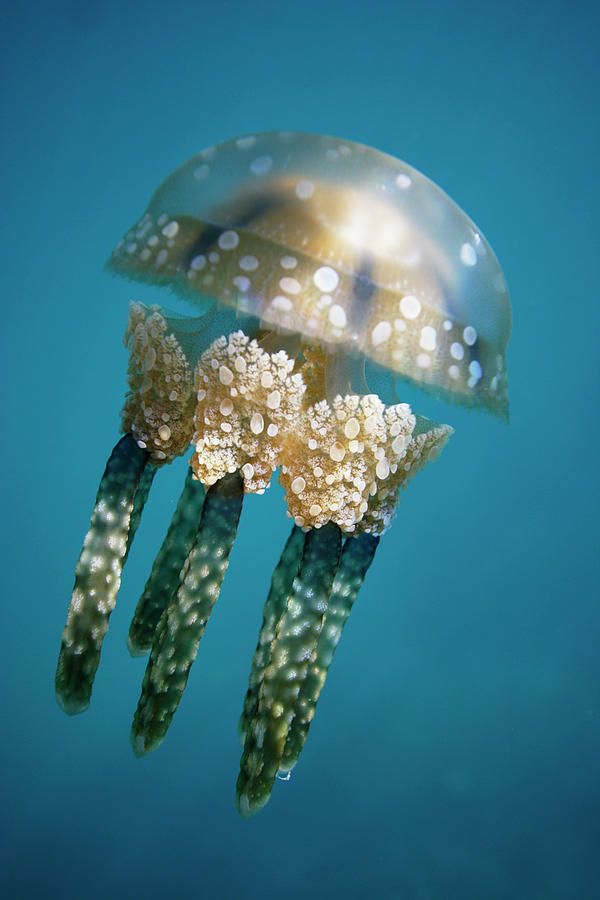  Papuan Jellyfish - ©Hiroya Minakuchi via pinterest