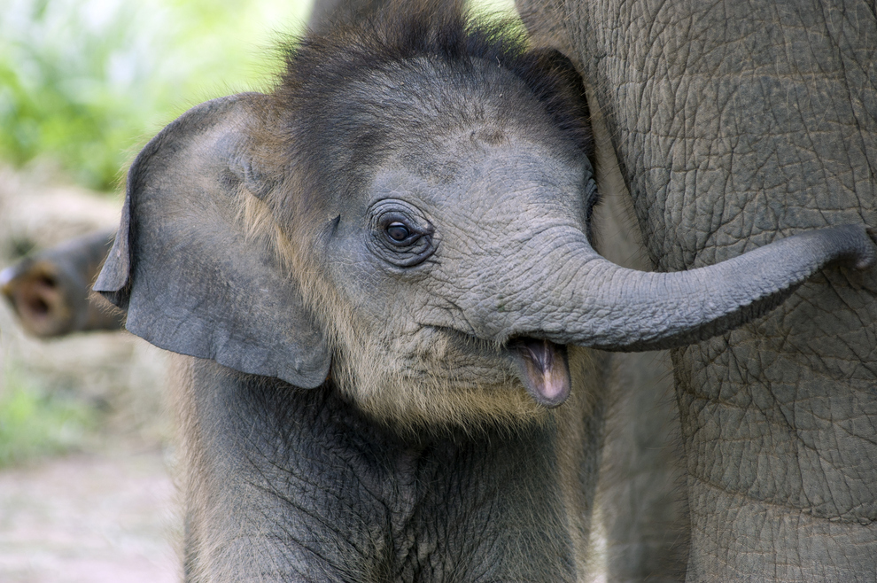 animals, baby elephant