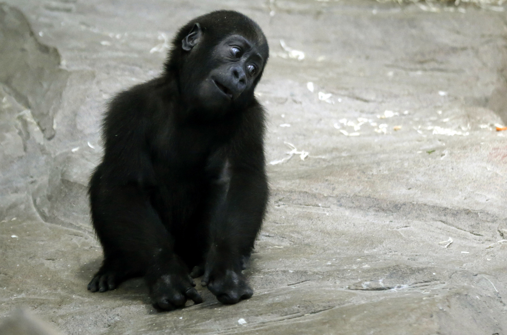 Infant gorilla