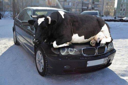 animals, cow on car
