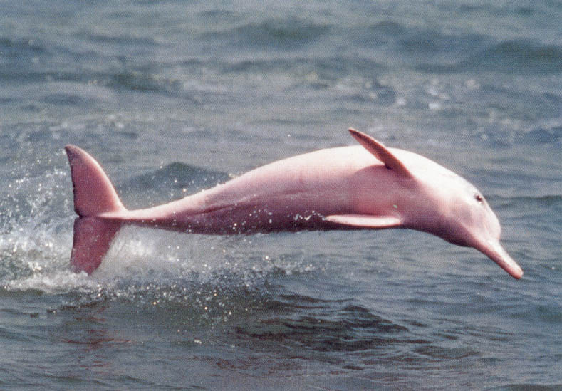 Pink Dolphin lives in the Amazon River.
