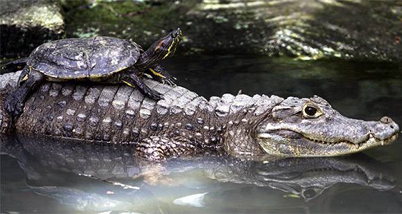 mixed species, alligator and turtle
