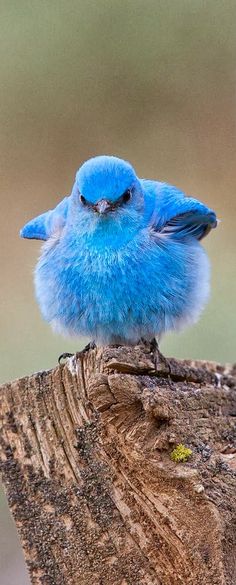 mountain blue bird