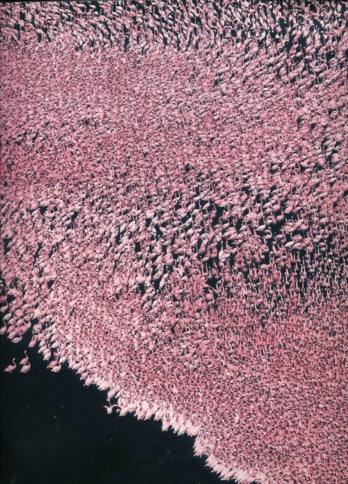 Flamingo migration