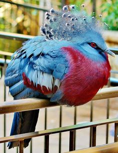 Crowned Pigeon