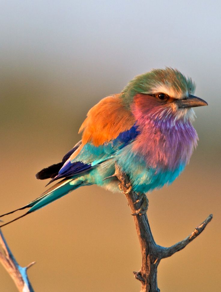 Lilac breasted roller