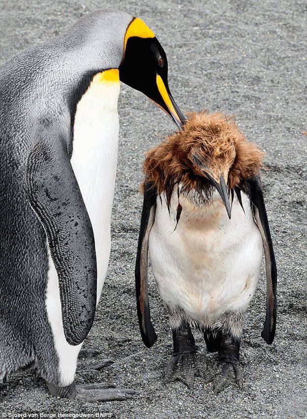 Penguin Puberty Just As Embarrassing As Human Version This adolescent King Penguin puberty just as embarrassing as humans.  Penguin teen gets help molting from his doting mother.