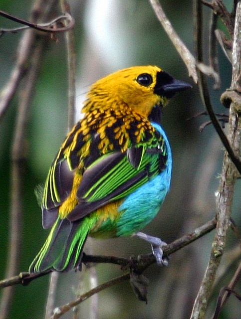 The Gilt-edged Tanager from Brazil, by Bertrando on flickr, 