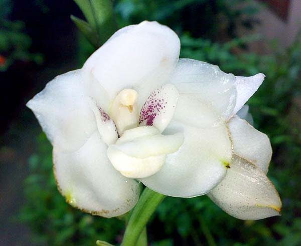 exqui image, Dove Orchid (Peristeria Elata) 3