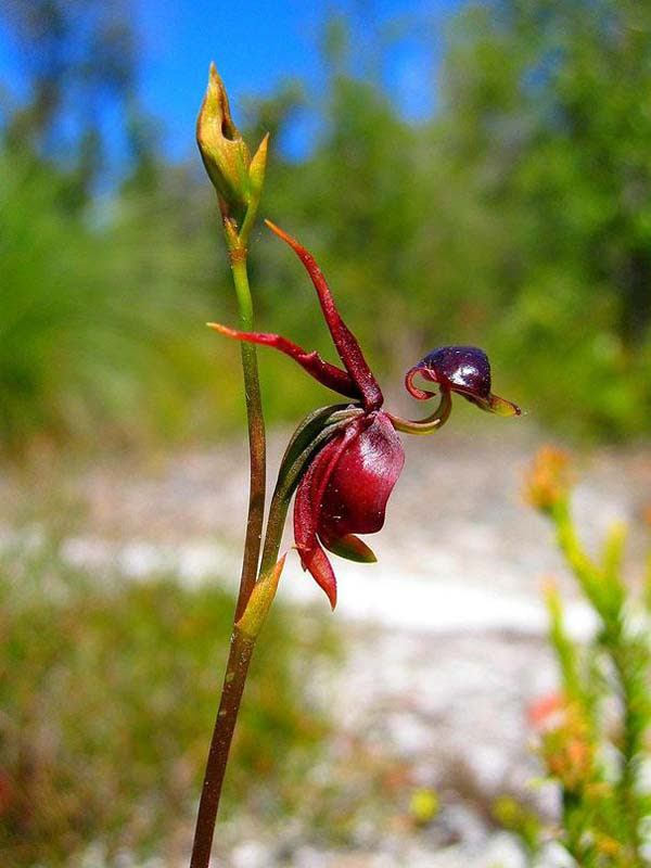 exqui image, Flying Duck Orchid (Caleana Major) 2