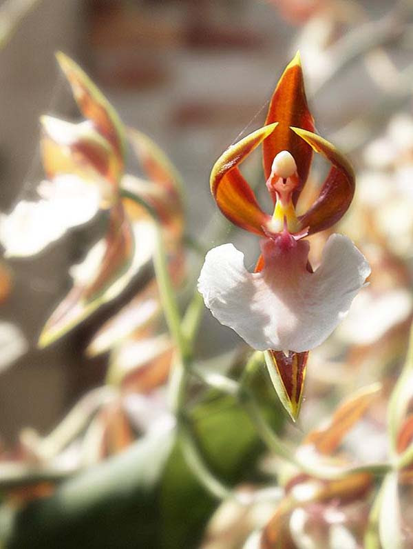 Ballerina orchid by Tere Montero
