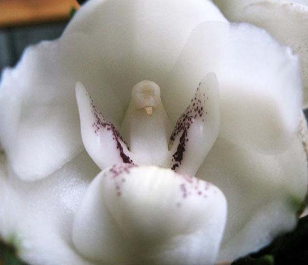 Dove orchid (Peristeria Elata) by M.a.h.S on flickr