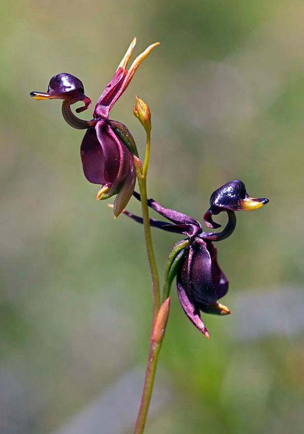 exui image, Flying Duck Orchid (Caleana Major) via Karen