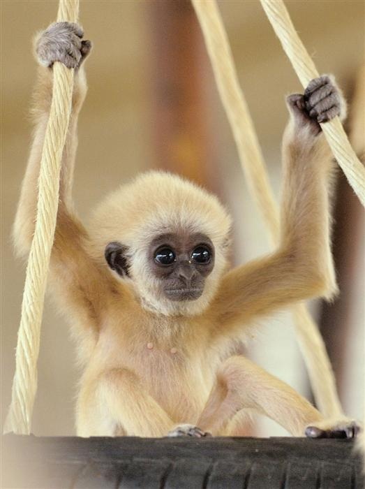 Baby gibbon