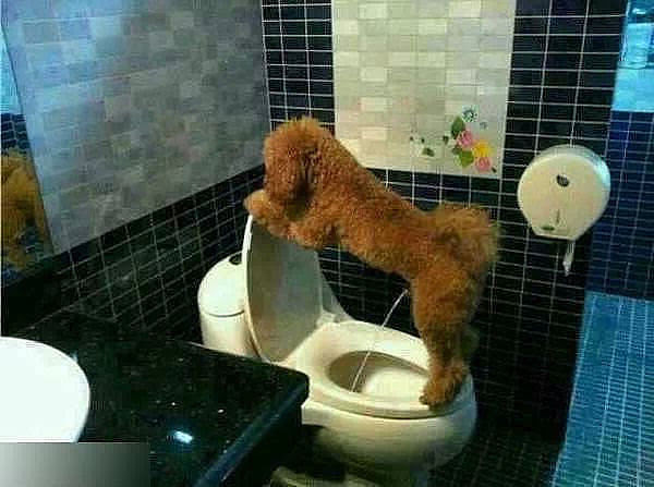 animals, dog peeing