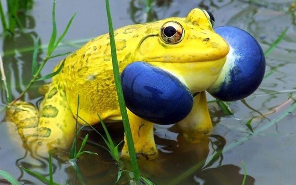 I know frogs come in amazing colors, but this?  Is it real?