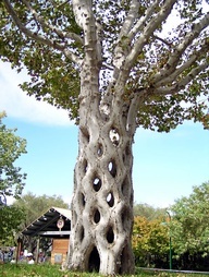 6 Sycamores were shaped, bent, and braided to form this tree