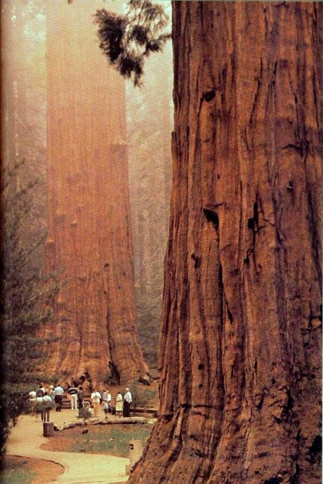 California's Sequoia national park.