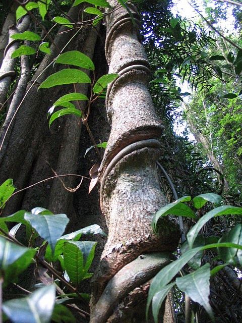 Parasite effect - Spiral tree at Coramba rainforest reserve, NSW, Australia. Photo by omnia on Flickr