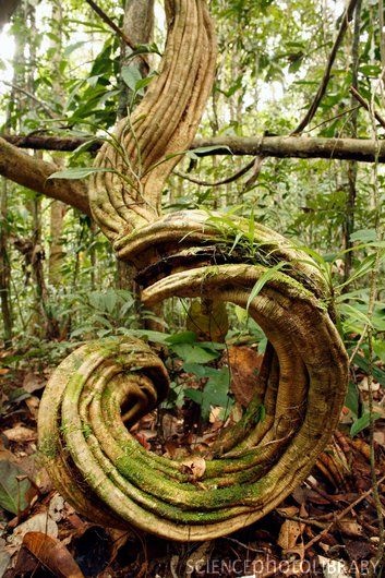 Rainforest undergrowth. Tangled lianas (woody vines) covered in moss, Peru