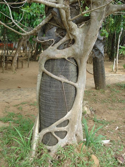Strangler Fig Tree. Wrapping tendrils around the host tree.. By orenbrimer on Flickr