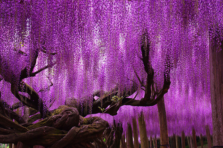 144-year-old wisteria in Japan, by tungnam.com.hk