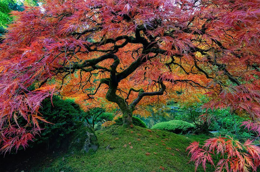  Japanese Maple in Portland, Oregon, USA by falcor88