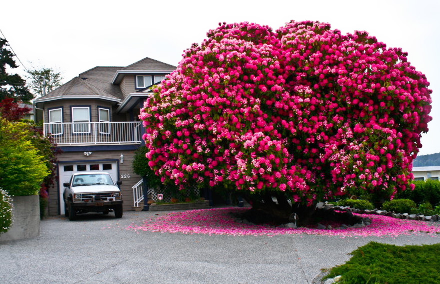 This huge 125-year-oldold rhododendron is technically not a tree – most are considered to be shrubs.