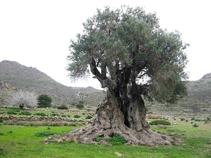 1000+ year old tree on Greek island of Aegina