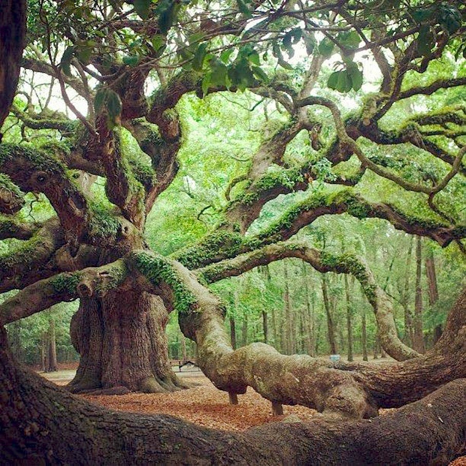 Angel Oak Tree in Angel Oak Park on Johns Island, Southern Carolina