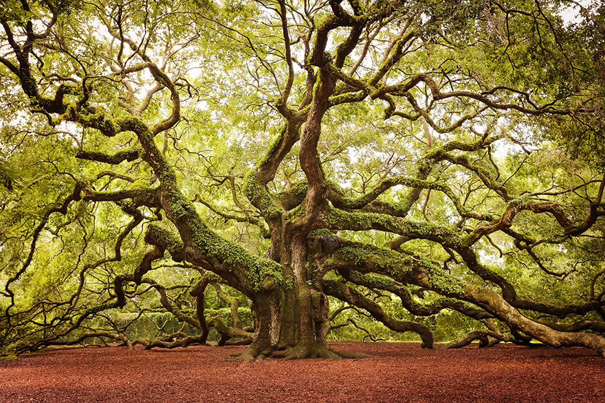 The Angel Oak in South Carolina stands 66.5 ft (20 m) tall and is estimated to be more than 1400 or 1500 years old. (By Daniela Duncan)