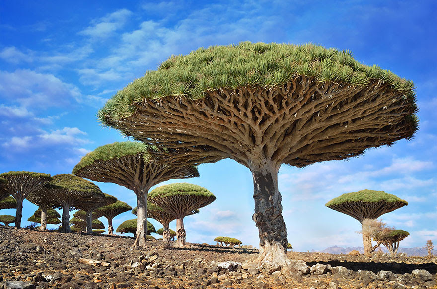 The dragonblood tree named because of its crimson red sap, used as a dye a violin varnish, an alchemical ingredient, and a folk remedy for various ailments. By Csilla Zelko)
