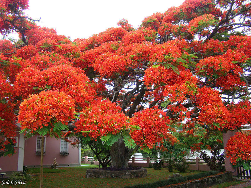 The flamboyant tree, Madagascar.  By Salete T Silva