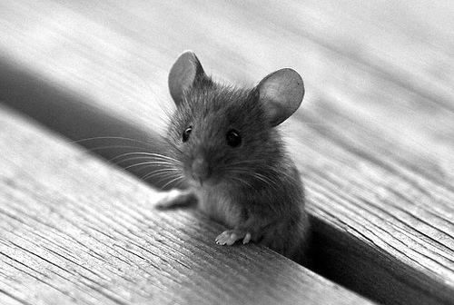animals, mouse (2)