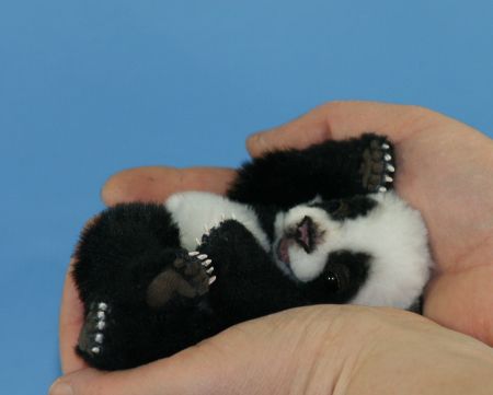 animals, panda babe